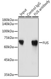 Anti-FUS antibody used in Immunoprecipitation (IP). GTX55629