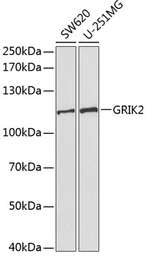 Anti-GluR6 antibody used in Western Blot (WB). GTX55640