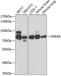 Anti-Grp75 antibody used in Western Blot (WB). GTX55649