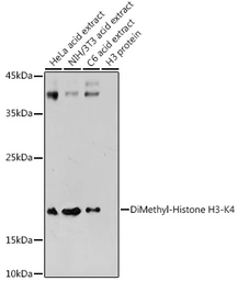 Anti-Histone H3K4me2 (di-methyl Lys4) antibody used in Western Blot (WB). GTX55660