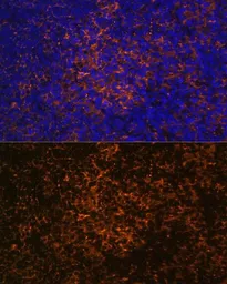 Anti-ICOS antibody used in IHC (Paraffin sections) (IHC-P). GTX55669
