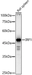 Anti-IRF1 antibody used in Western Blot (WB). GTX55681