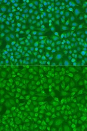 Anti-IRF7 antibody used in Immunocytochemistry/ Immunofluorescence (ICC/IF). GTX55682