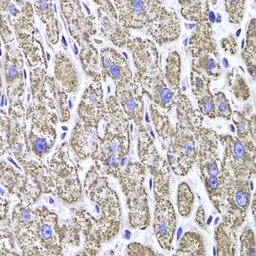 Anti-MDH2 antibody used in IHC (Paraffin sections) (IHC-P). GTX55700