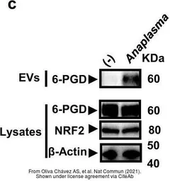 Anti-NRF2 antibody used in Western Blot (WB). GTX55732
