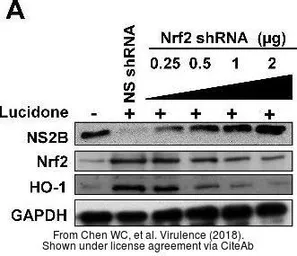 Anti-NRF2 antibody used in Western Blot (WB). GTX55732