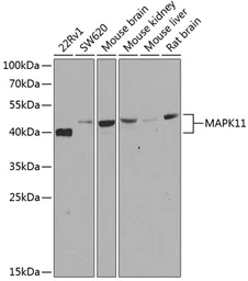 Anti-p38 beta antibody used in Western Blot (WB). GTX55736