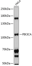 Anti-PI3 kinase p110 alpha antibody used in Western Blot (WB). GTX55747