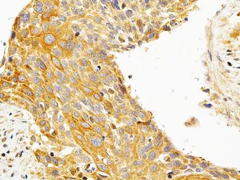 Anti-PKC epsilon antibody used in IHC (Paraffin sections) (IHC-P). GTX55749