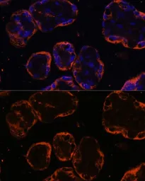 Anti-PSG1 antibody used in IHC (Paraffin sections) (IHC-P). GTX55761