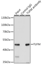Anti-TUFM antibody used in Immunoprecipitation (IP). GTX55825