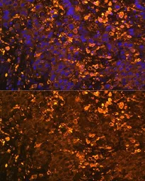 Anti-UGT1A antibody used in IHC (Paraffin sections) (IHC-P). GTX55835