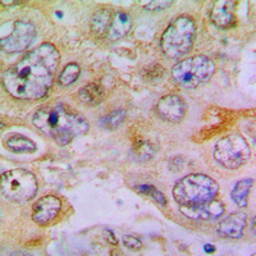 Anti-RPL35 antibody used in IHC (Paraffin sections) (IHC-P). GTX55931
