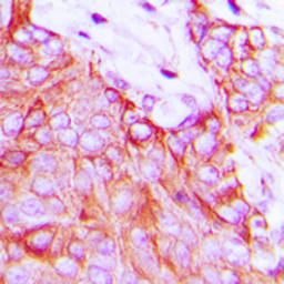 Anti-Ephrin A5 antibody used in IHC (Paraffin sections) (IHC-P). GTX56095