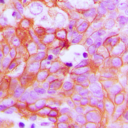 Anti-Ephrin A1 antibody used in IHC (Paraffin sections) (IHC-P). GTX56156