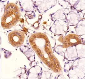 Anti-TLR4 antibody [76B357.1] used in IHC (Paraffin sections) (IHC-P). GTX57153