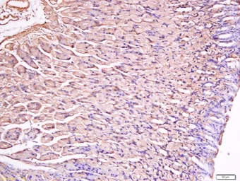 Anti-Gastrin antibody used in IHC (Paraffin sections) (IHC-P). GTX57227