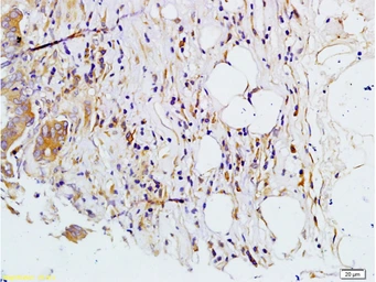 Anti-MMP7 antibody used in IHC (Paraffin sections) (IHC-P). GTX57231
