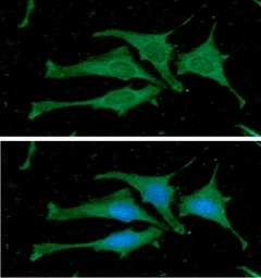 Anti-Calmodulin antibody [J4D8] used in Immunocytochemistry/ Immunofluorescence (ICC/IF). GTX57543