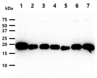 Anti-Calmodulin antibody [J4D8] used in Western Blot (WB). GTX57543