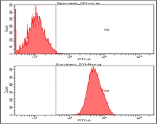 Anti-Nanog antibody [5A10] used in Flow cytometry (FCM). GTX57553