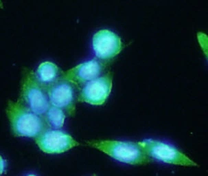 Anti-PSMA antibody [k1H8] used in Immunocytochemistry/ Immunofluorescence (ICC/IF). GTX57558