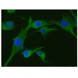 Anti-TPMT antibody [AT2E7] used in Immunocytochemistry/ Immunofluorescence (ICC/IF). GTX57582