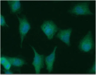 Anti-MTH1 antibody [AT3B3] used in Immunocytochemistry/ Immunofluorescence (ICC/IF). GTX57631