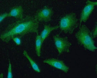 Anti-Peroxiredoxin 5 antibody [AT6A10] used in Immunocytochemistry/ Immunofluorescence (ICC/IF). GTX57635
