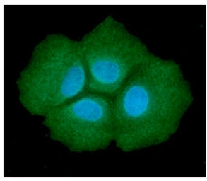 Anti-ADSL antibody [AT16C10] used in Immunocytochemistry/ Immunofluorescence (ICC/IF). GTX57653