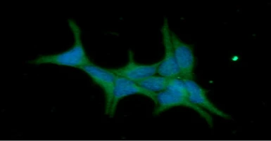 Anti-IMPA1 antibody [AT2G5] used in Immunocytochemistry/ Immunofluorescence (ICC/IF). GTX57655