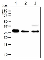 Anti-IMPA1 antibody [AT2G5] used in Western Blot (WB). GTX57655