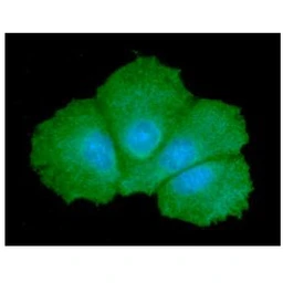 Anti-GALE antibody [AT6G10] used in Immunocytochemistry/ Immunofluorescence (ICC/IF). GTX57657
