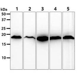 Anti-SOD1 antibody [AT6F1] used in Western Blot (WB). GTX57658