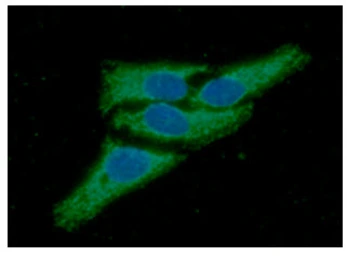 Anti-PRX III antibody [AT1F8] used in Immunocytochemistry/ Immunofluorescence (ICC/IF). GTX57660