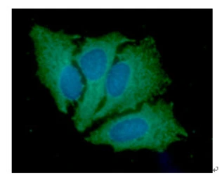 Anti-JAK2 antibody [AT53B7] used in Immunocytochemistry/ Immunofluorescence (ICC/IF). GTX57670