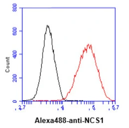 Anti-NCS1 antibody [AT11B8] used in Flow cytometry (FCM). GTX57688