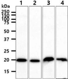 Anti-NCS1 antibody [AT11B8] used in Western Blot (WB). GTX57688