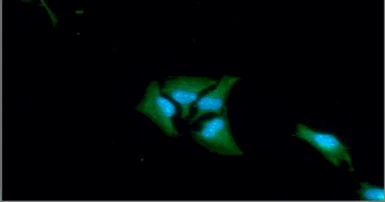 Anti-GOT1 antibody [AT3G11] used in Immunocytochemistry/ Immunofluorescence (ICC/IF). GTX57691