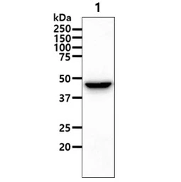 Anti-GOT1 antibody [AT3G11] used in Western Blot (WB). GTX57691