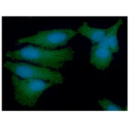 Anti-PSMD11 antibody [AT2C7] used in Immunocytochemistry/ Immunofluorescence (ICC/IF). GTX57692