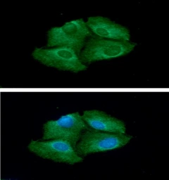 Anti-TrxR1 antibody [AT30F1] used in Immunocytochemistry/ Immunofluorescence (ICC/IF). GTX57697