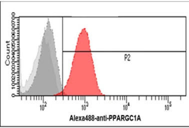 Anti-PGC1 alpha antibody [AT25C8] used in Flow cytometry (FCM). GTX57707
