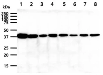 Anti-Cyclophilin 40 antibody [AT1B8] used in Western Blot (WB). GTX57711