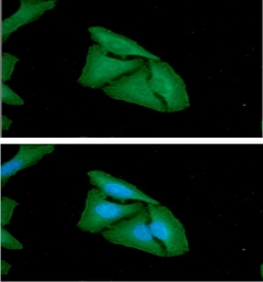 Anti-FHL2 antibody [AT21D11] used in Immunocytochemistry/ Immunofluorescence (ICC/IF). GTX57719