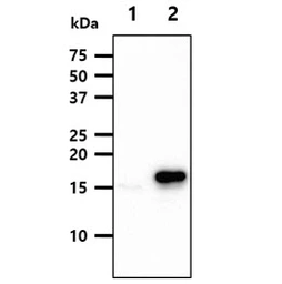 Anti-FIS1 antibody [AT3B7] used in Western Blot (WB). GTX57722