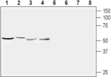 Anti-NUCB2 antibody used in Western Blot (WB). GTX57754