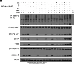 Anti-Caspase 3 antibody [C33] used in Western Blot (WB). GTX59551