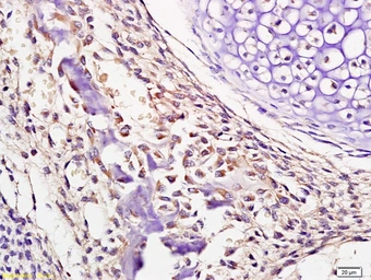 Anti-Fetuin A antibody used in IHC (Paraffin sections) (IHC-P). GTX60278