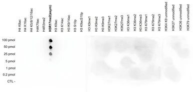 Anti-Histone H3R17me2 (Asymmetric Di-methyl Arg17) antibody - ChIP grade used in Dot blot (Dot). GTX60344